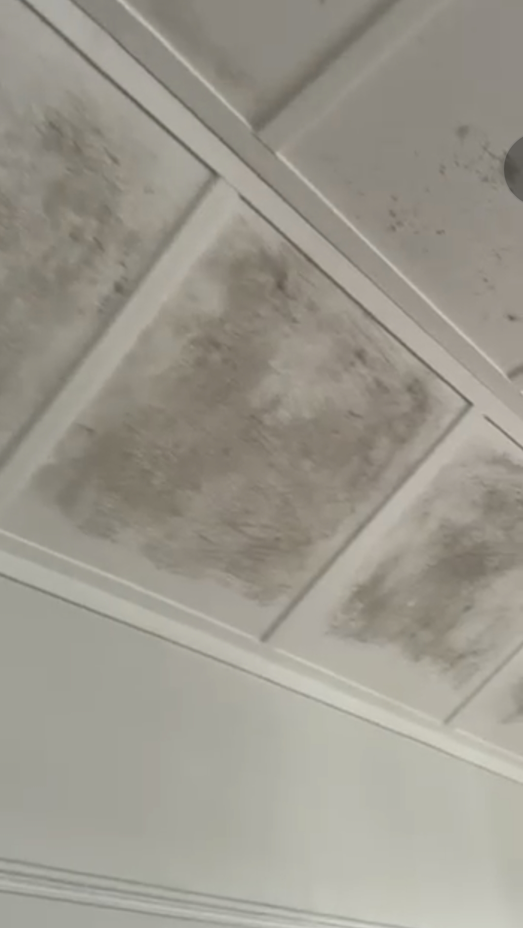 Mold removal Zwaanswyk